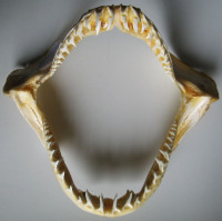 Žraločí čelisti – Isurus oxyrhinchus, Žralok mako